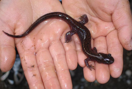 山椒魚